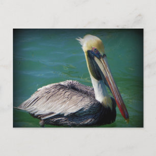 Pelican Postcard Postkarte