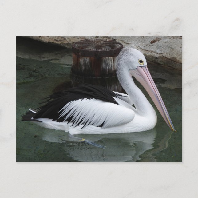 Pelican Postcard Postkarte (Vorderseite)