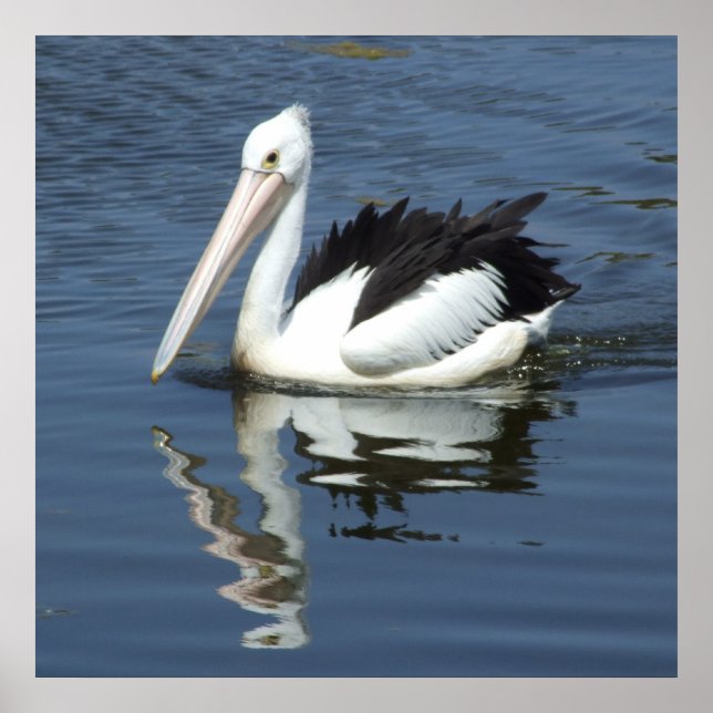 Pelican Poster (Vorne)