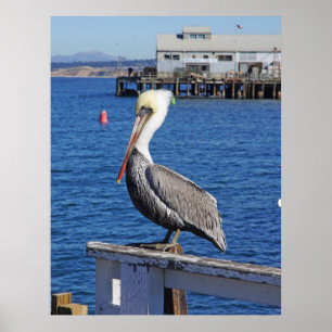 Pelican Print Poster