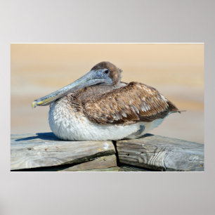 Pelican ruhen auf einer Angelstelle Poster