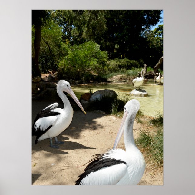 Pelican Sanctuary, Poster (Vorne)