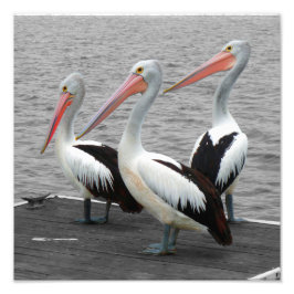 Pelican Sea Bird Minimalistisch Color Pop Fotograf Fotodruck