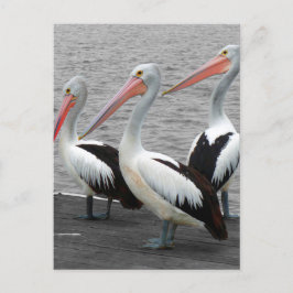 Pelican Sea Bird Minimalistisch Color Pop Fotograf Postkarte