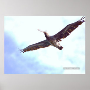Pelican Soars Print Poster