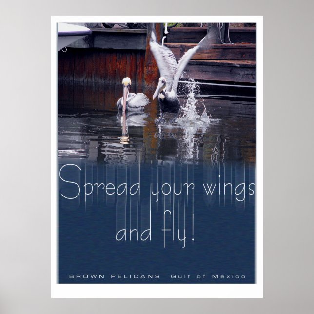 Pelican Start Poster (Vorne)