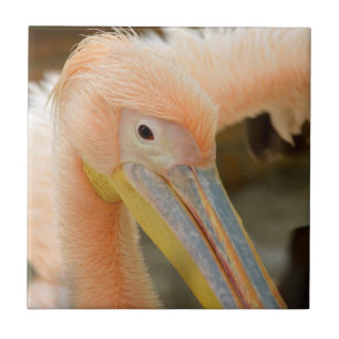 Pelican Tile beobachten Fliese