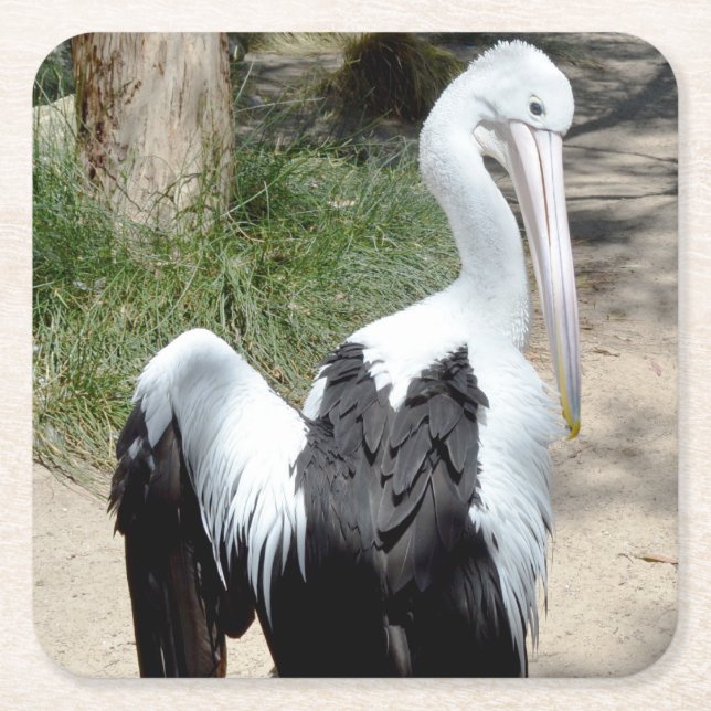 Pelican Time To Prepaid, Paper Untersetzer (Vorderseite)