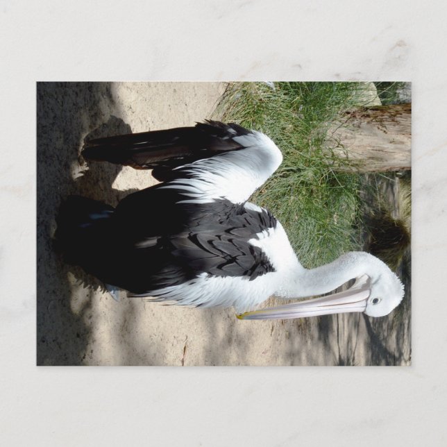 Pelican Time To Prepaid, Postkarte (Vorderseite)