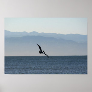Pelican Turn to Dive Poster