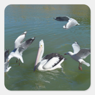 Pelican und die Gate Crashers, Quadratischer Aufkleber