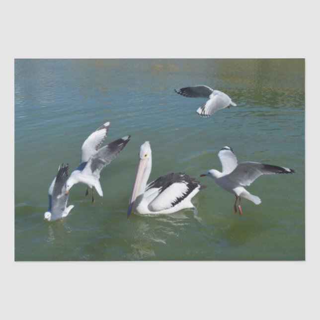 Pelican und die Gate Crashers, Seidenpapier (Vorderseite)