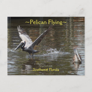Pélican volant Floride Carte postale