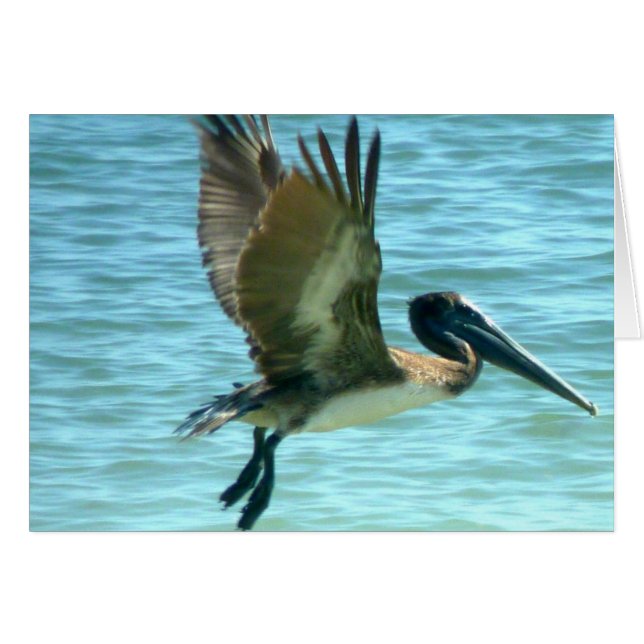 Pelican Watch (Vorderseite (Horizontal))