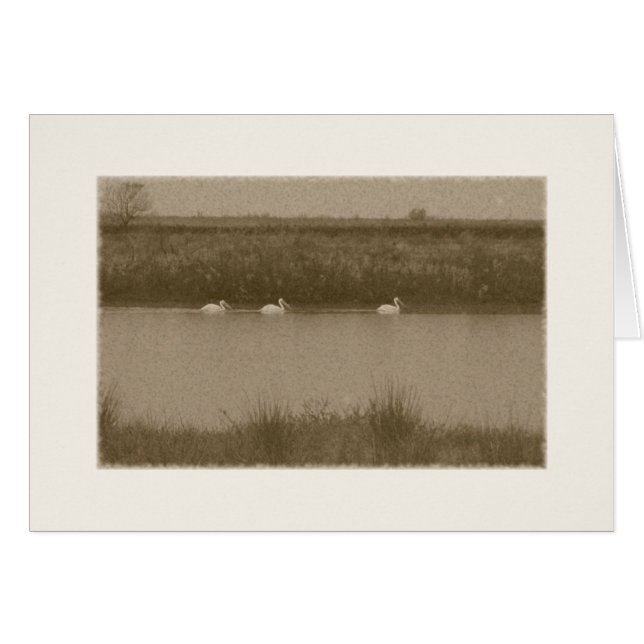 pélicans (Devant horizontal)