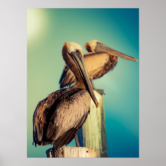 Pelicans at Dawn  Poster (Vorne)