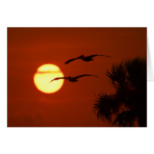 Pélicans au coucher du soleil - Carte de voeux pho
