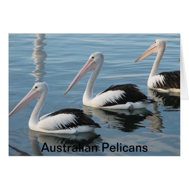 Pélicans australiens (Devant horizontal)