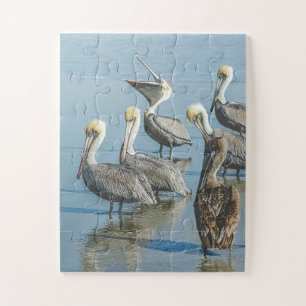 Pelicans Bird Nature Beach Oversifiziert