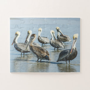 Pelicans Bird Nature Beach Oversifiziert