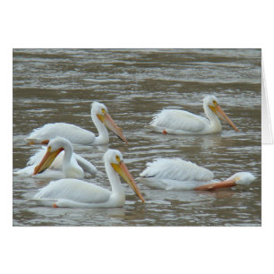 Pélicans blancs B16 sur la rivière boueuse