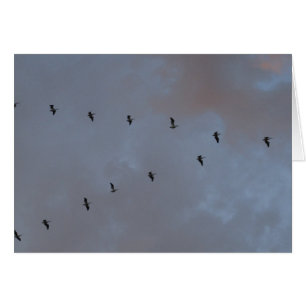 Pélicans blancs en vol