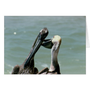 Pélicans Brown en préparation