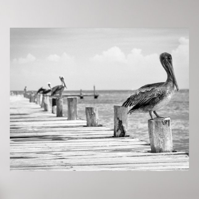 Pelicans Poster (Vorne)