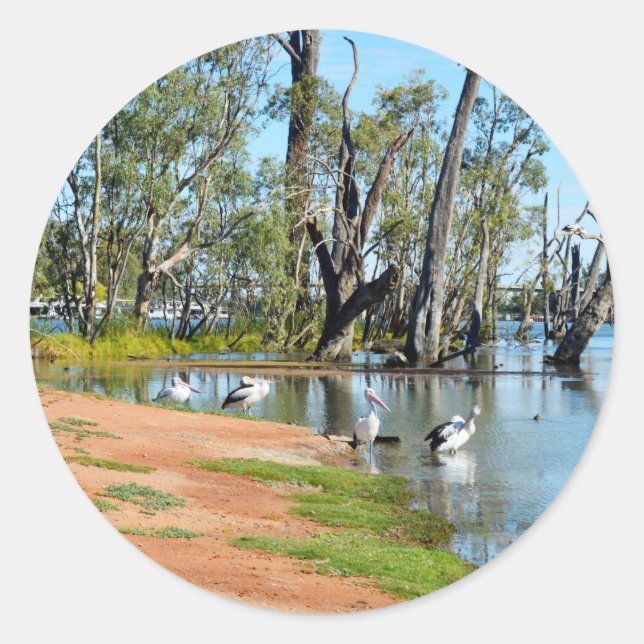 Pelicans Sunbaking River Murray Australie Stickers (Devant)