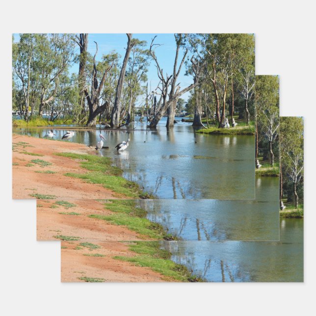 Pelicans Sunbaking River Murray, Feuilles d'envelo (Lot)
