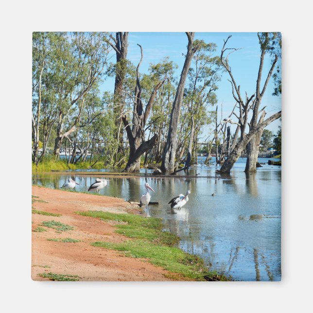 Pelicans Sunbaking River Murray, Magnet (Vorne)