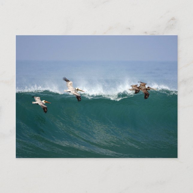 Pelicans Surfing Postkarte (Vorderseite)