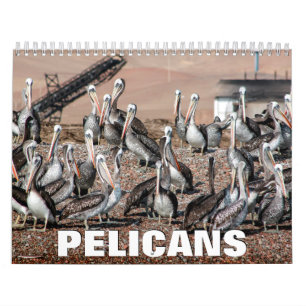 Pelicans Wall Calendar Kalender