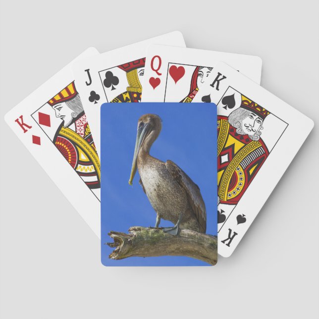 Pelikan an der Extremität Spielkarten (Rückseite)
