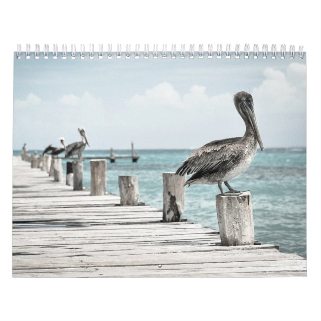 Pelikan an der Küste Kalender (Titelbild)