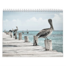 Pelikan an der Küste