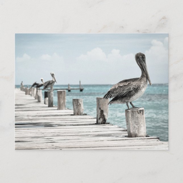 Pelikan an der Küste Postkarte (Vorderseite)