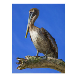 Pelikan auf einem Foto