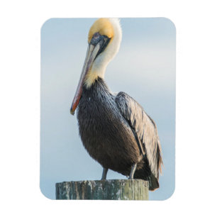 Pelikan auf Pylon sitzend Magnet
