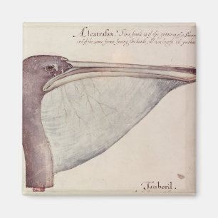 Pelikan, c.1590 magnet