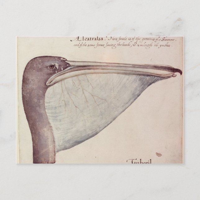 Pelikan, c.1590 postkarte (Vorderseite)