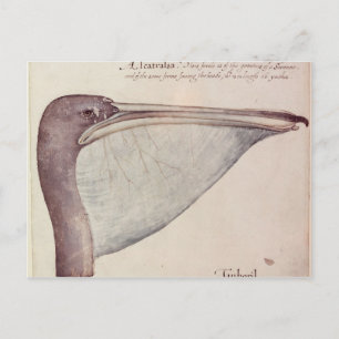 Pelikan, c.1590 postkarte