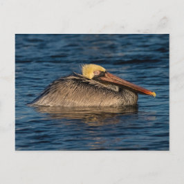 Pelikan-Erholung im Wasser Postkarte