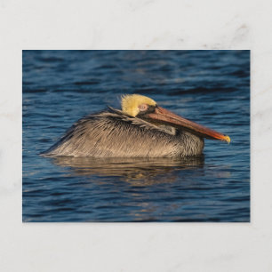 Pelikan-Erholung im Wasser Postkarte
