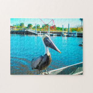 Pelikan Florida