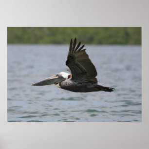Pelikan im Flug Poster