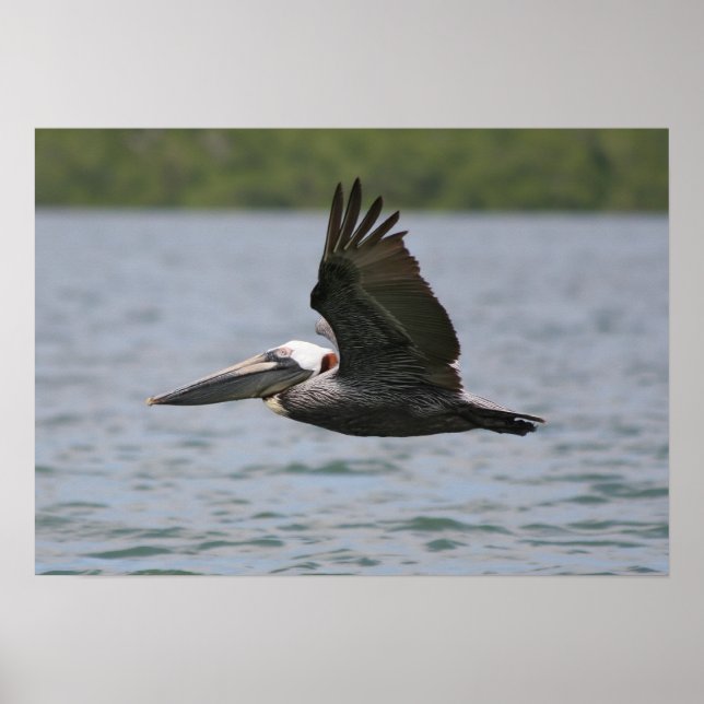 Pelikan im Flug Poster (Vorne)