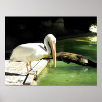 Pelikan im Frühling in Spanien