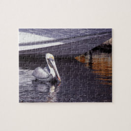 Pelikan im Wasser