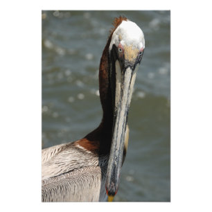 Pelikan in freier Wildbahn Fotodruck